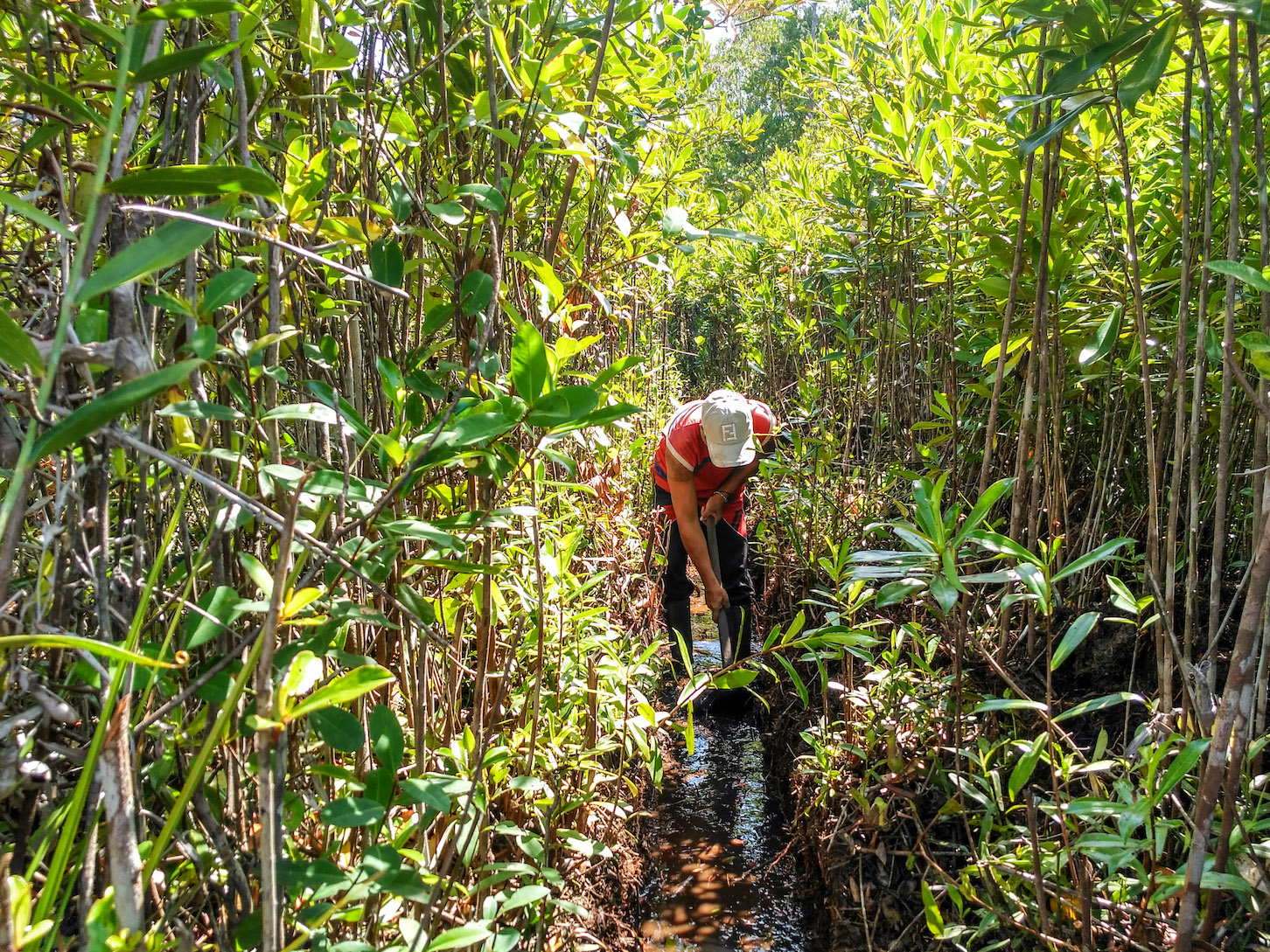 Agroforestry in Central Kalimantan