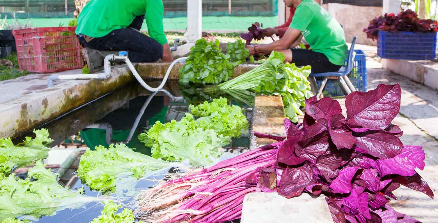 Organic Farming West Java